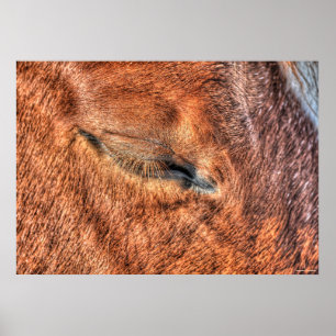 Poster Sleeping Sorrel Cheval Oeil et cils Photo Étude