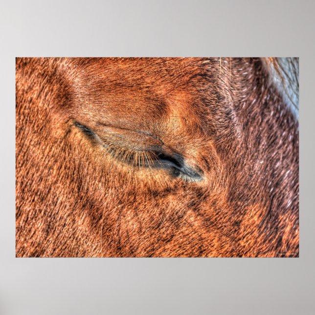 Poster Sleeping Sorrel Cheval Oeil et cils Photo Étude (Devant)