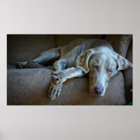 Sleepy Weimaraner