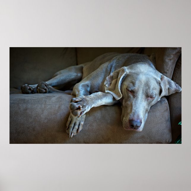 Poster Sleepy Weimaraner (Devant)