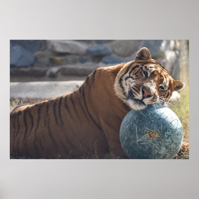 Poster Sleepy Zacharia (Devant)