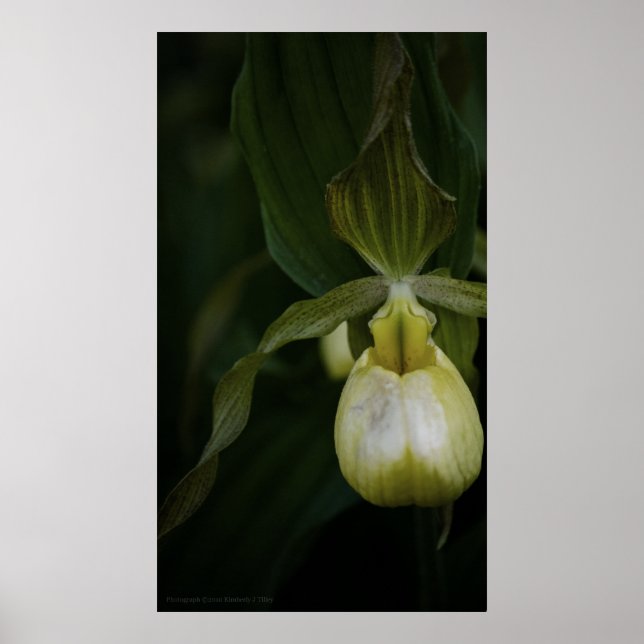 Poster Slipper 2 Jaune (Devant)