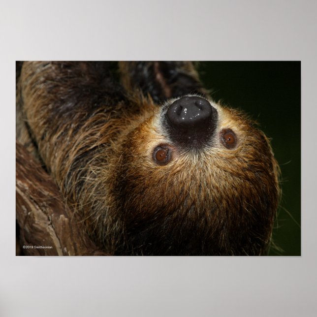 Poster Sloth à deux doigts du Sud (Devant)