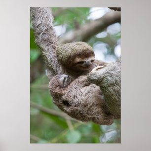 Poster Sloth Baby avec mère pendre d'un arbre