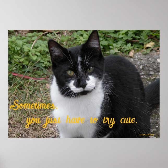 Poster Smiler says- Sometimes, you just have to try cute. (Devant)