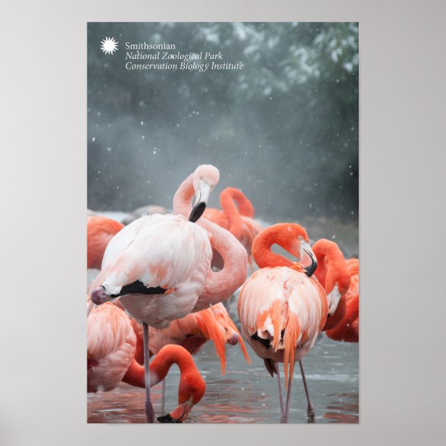 Poster Smithsonian | Flamants roses Dans La Neige (Devant)