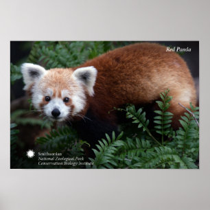 Poster Smithsonian Panda rouge