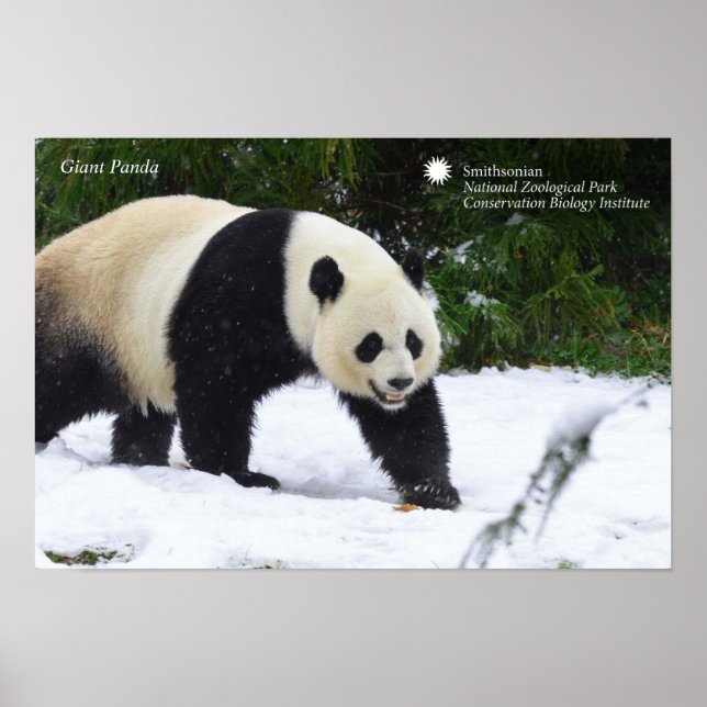 Poster Smithsonian | Pandas Géants Dans La Neige (Devant)