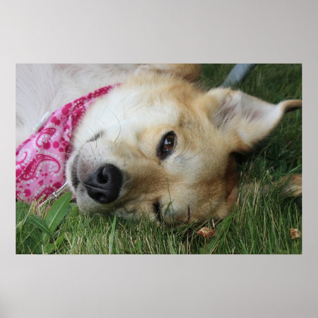 Poster Smoochie (Devant)