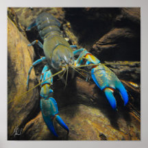 Poster Smooth Yabby signé