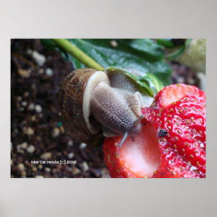Poster Snail Eats fraise