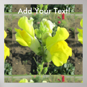 Poster Snapdragon