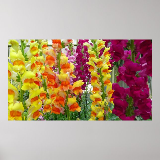 Poster Snapdragons colorés floraux (Devant)