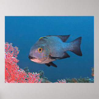 Poster Snapper de minuit