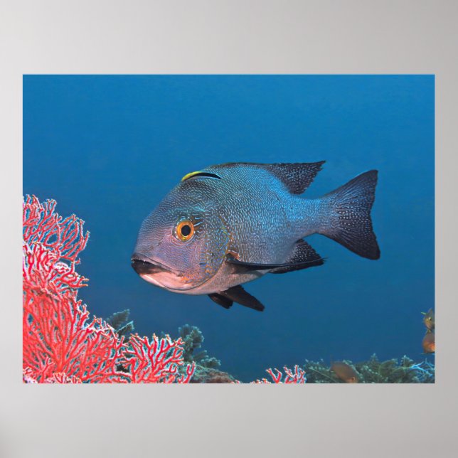 Poster Snapper de minuit (Devant)