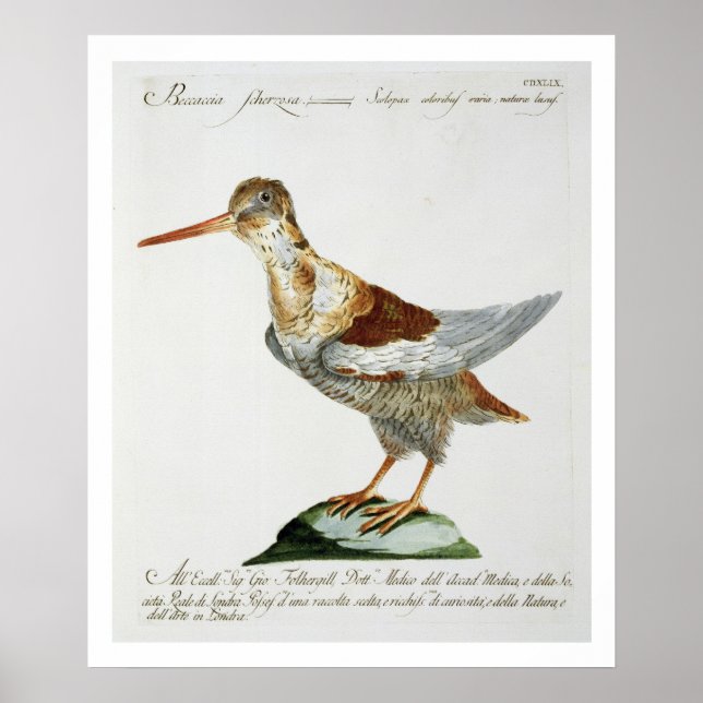 Poster Snipe, c.1767-76 (gravure à la main) (Devant)