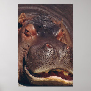 Poster Snooing Hippopotamus Portrait