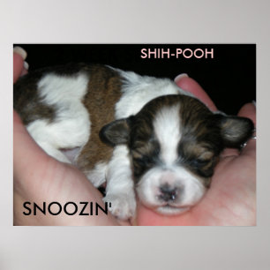 POSTER SNOOZIN', 2 SEMAINES SHIH-POO, S...
