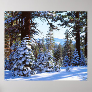Poster Snow-covered Red Fir trees