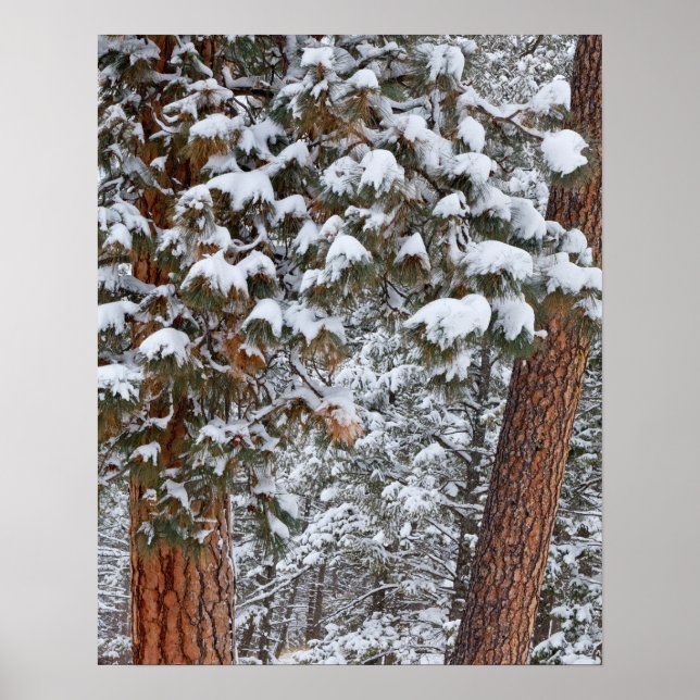 Poster Snow fills the boughs of ponderosa pine trees (Devant)