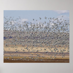 Poster Snow geese during