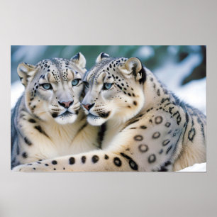 Poster Snow Leopard Animal Nature Animale Affection fauni