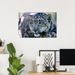 Poster Snow Leopard closeuse