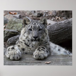 Poster Snow Leopard Cub assis