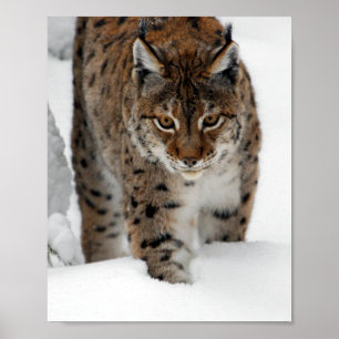 Poster Snow Lynx