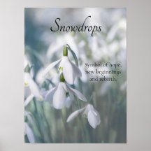 Snowdrops