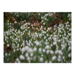 Poster Snowdrops