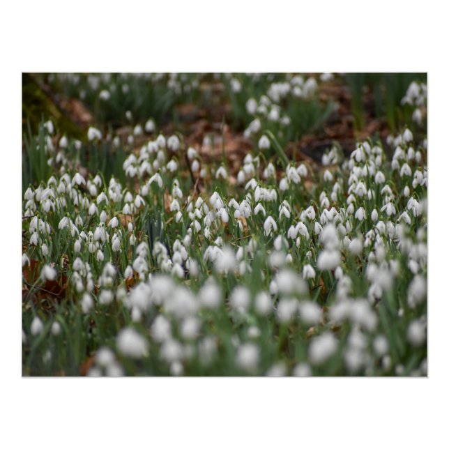 Poster Snowdrops (Devant)