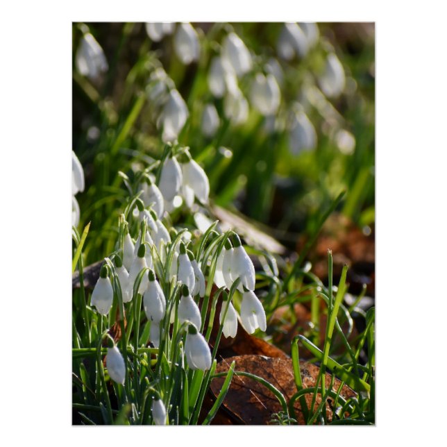 Poster Snowdrops (Devant)