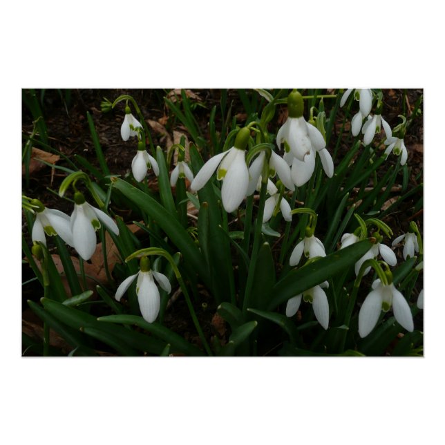 Poster Snowdrops I (Devant)