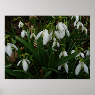 Poster Snowdrops I