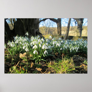 Poster Snowdrops Under an English Yew Tree - Personnalisé