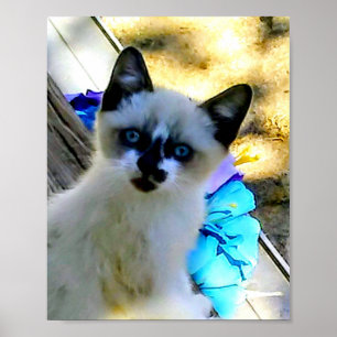 Poster Snowshoe Cat