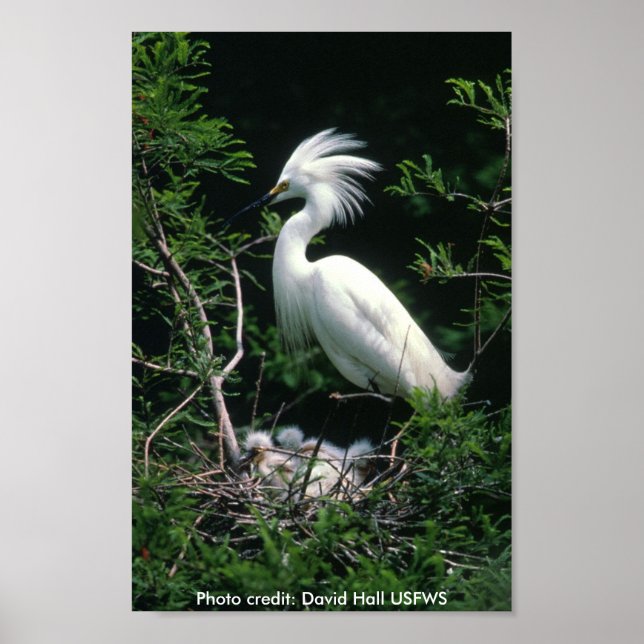 Poster / Snowy Egret (Vorne)