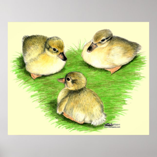 Poster Snowy Mallard (Devant)