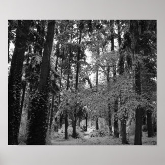 Poster Snowy Woods