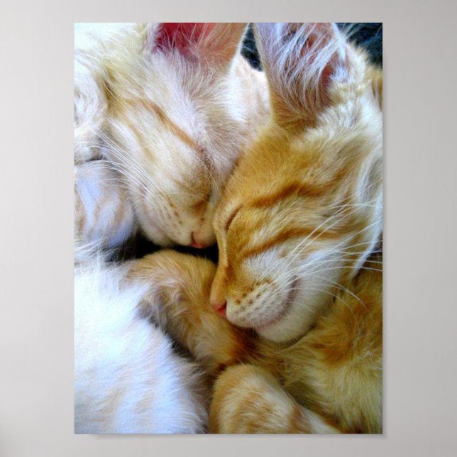 Poster Snuggle Kittens (Devant)