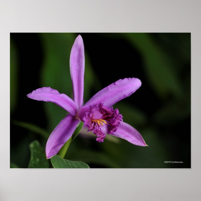 Poster Sobralia Bouchei (Devant)