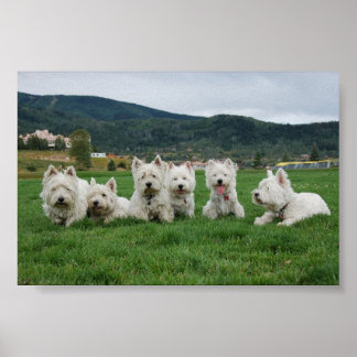 Poster Soccer Westies