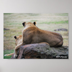 Poster Sœurs de la savane
