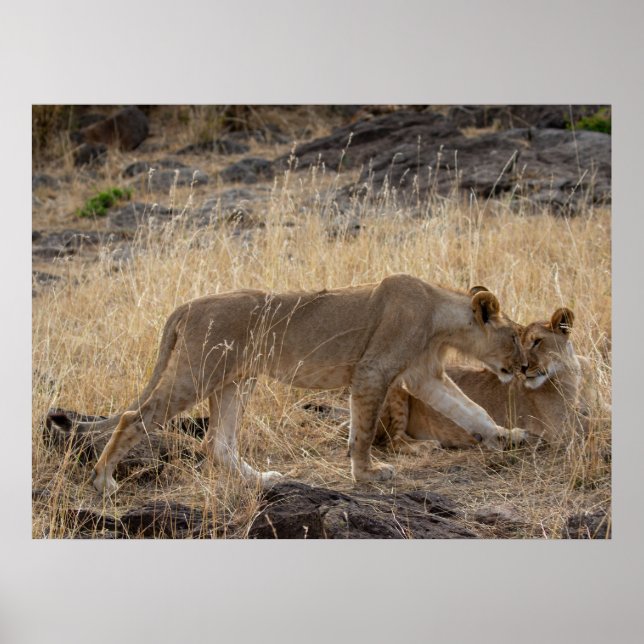 Poster Soeurs Lioness - Massai Mara Safari Wildlife Post (Devant)