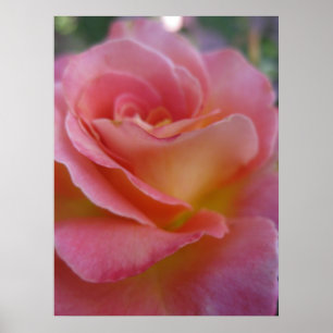 Poster Soft Peach (1)