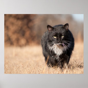 Poster Soigné d'apparence moyenne