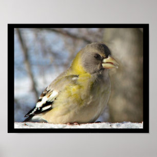 Poster Soirée Grosbeak