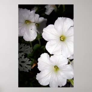 Poster Soirée Pétunia Blanche Fleurit Floral