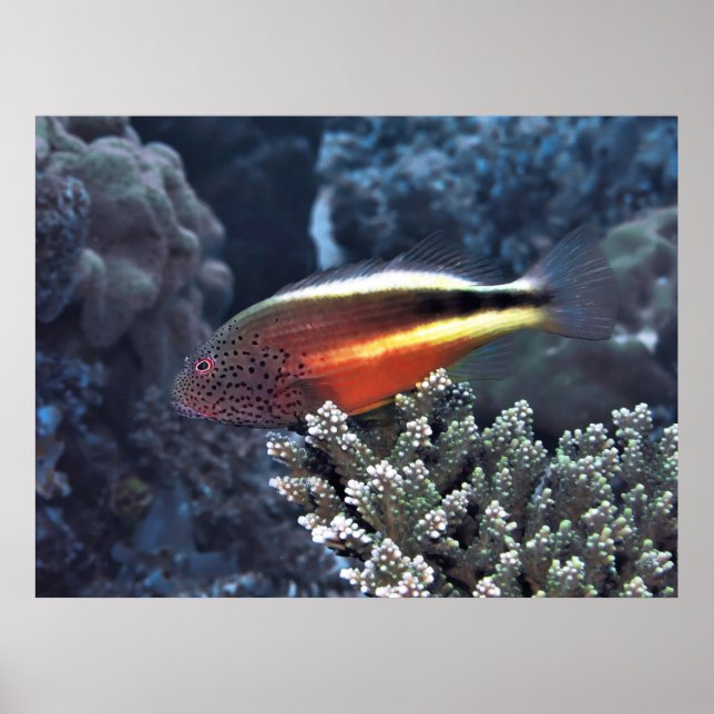 Poster Solde (Devant)